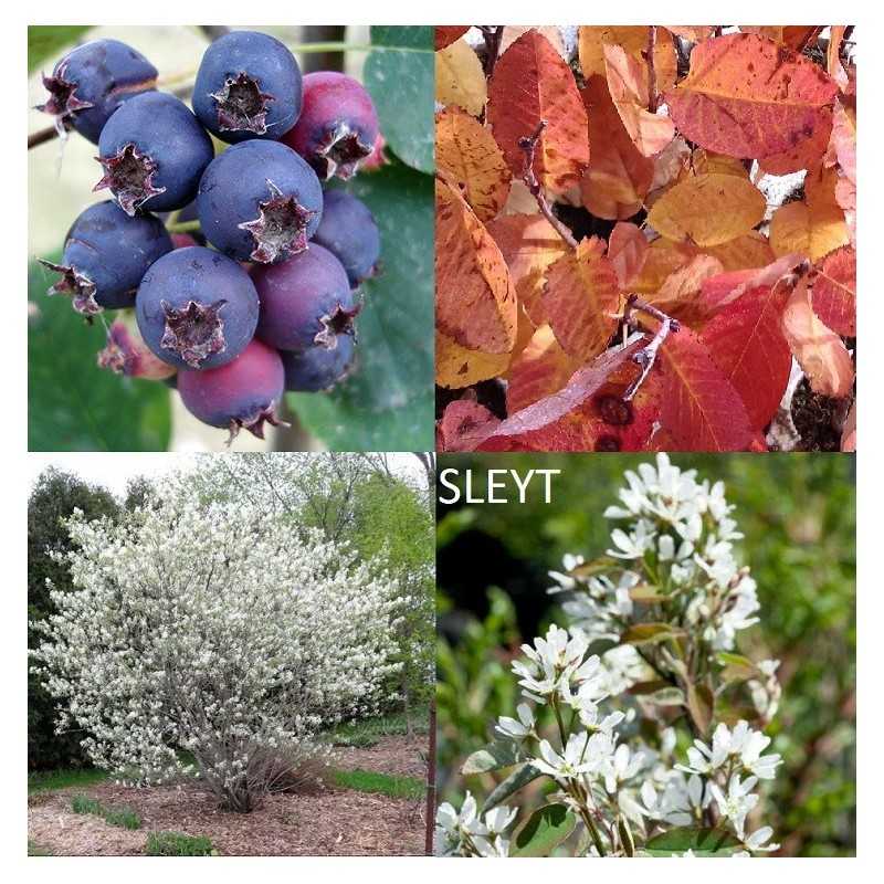 Serviceberry - Amelanchier alnifolia SLEYT