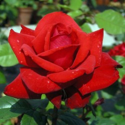Rožė - Rosa GRANDE AMORE®