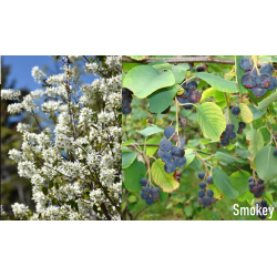 Serviceberry - Amelanchier alnifolia SMOKY (Smokey)
 Container-15Ø