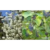 Alksnialapė medlieva - Amelanchier alnifolia SMOKY