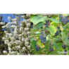 Serviceberry - Amelanchier alnifolia SMOKY (Smokey)
