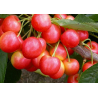 Sweet cherry - Prunus avium STARDUST