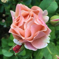 Rožė - Rosa WOMEN'S CHOICE