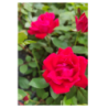 Rožė - Rosa DOUBLE KNOCK OUT