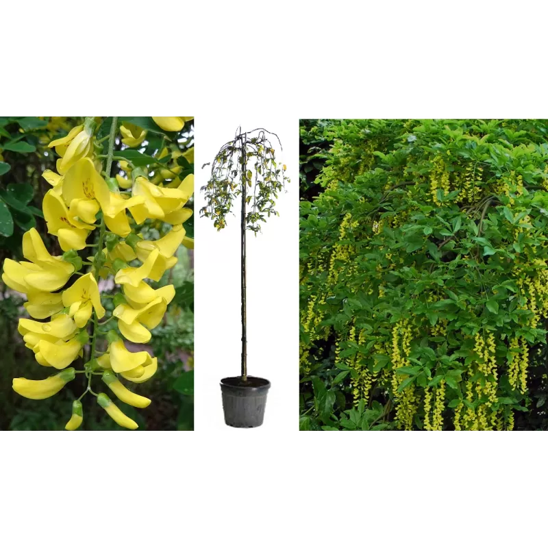 Alpinis pupmedis - Laburnum alpinum PENDULUM