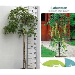 Alpinis pupmedis - Laburnum alpinum PENDULUM