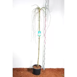 Alpinis pupmedis - Laburnum alpinum PENDULUM