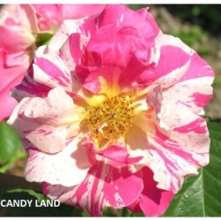 Rosa CANDY LAND ®