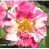 Rosa CANDY LAND ®