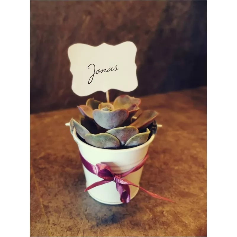 Papuošti sukulentai internetu