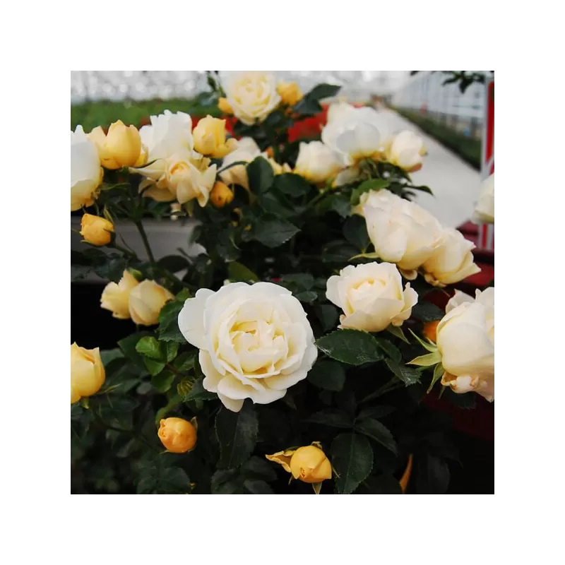 Rosa POPCORN DRIFT®