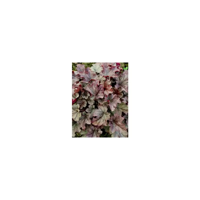 Heuchera HUCKLEBERRY