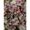 Heuchera HUCKLEBERRY