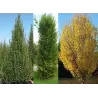 Paprastasis skroblas - Carpinus betulus FASTIGIATA