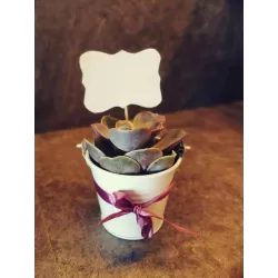 Papuošti sukulentai internetu