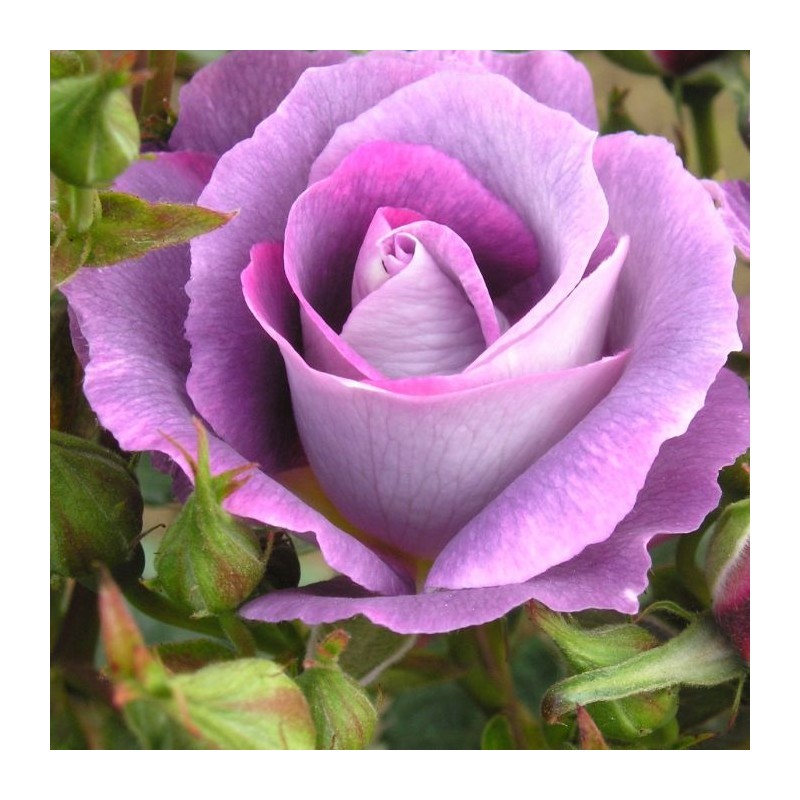 Rožė - Rosa BLUE FOR YOU ®