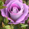Rožė - Rosa BLUE FOR YOU ®
