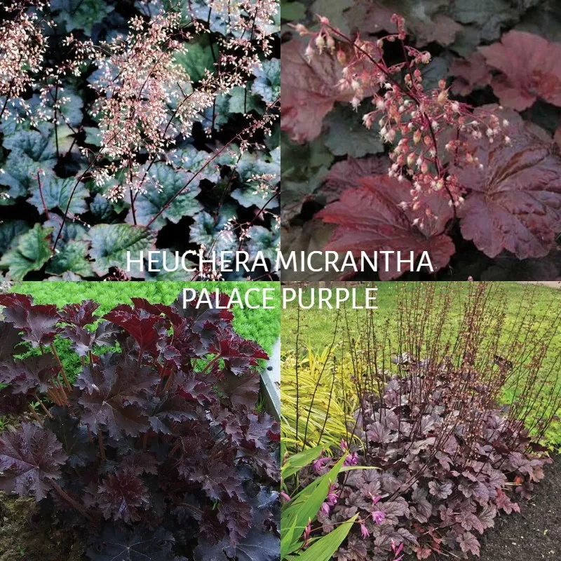 Alūnė - Heuchera micrantha PALACE PURPLE