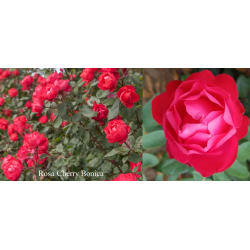 Rožė - Rosa CHERRY BONICA