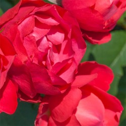 Rožė - Rosa CHERRY BONICA