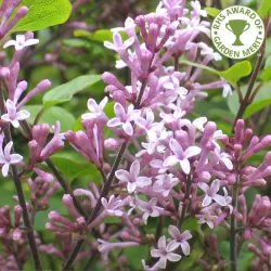 Alyvos - Syringa meyeri PALIBIN