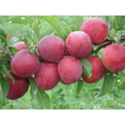 Naminė slyva - Prunus domestica KOMETA