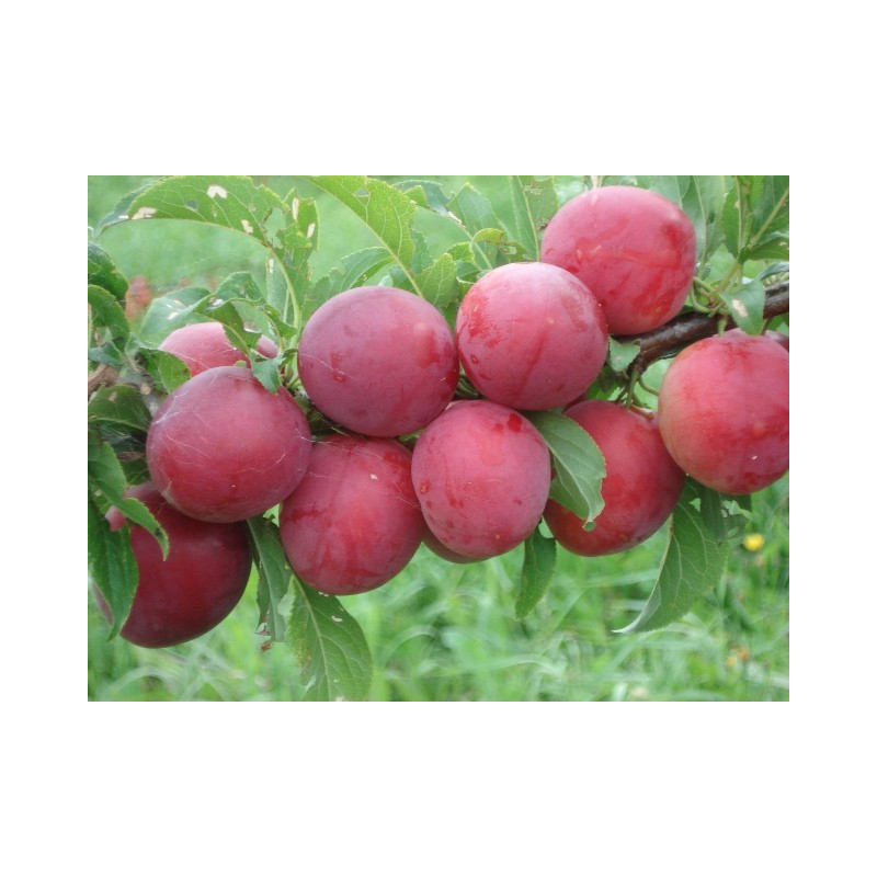 Plum - Prunus domestica KOMETA