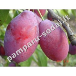 Naminė slyva - Prunus domestica FAVORITE DEL SULTANO