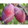 Plum - Prunus domestica FAVORITE DEL SULTANO