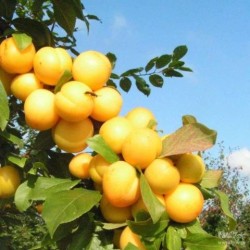 Plum - Prunus domestica SONEIKA