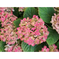 Darželinė hortenzija - Hydrangea macrophylla FREUDENSTEIN