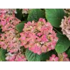 Darželinė hortenzija - Hydrangea macrophylla FREUDENSTEIN