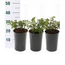 Rosa CLIMBING SCHNEEWITTCHEN®