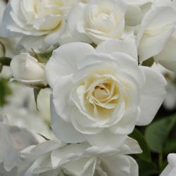 Rožė - Rosa SCHNEEWITTCHEN ® CLIMBING
