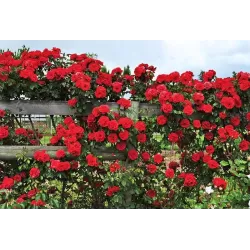 Rožė - Rosa FLORENTINA ®