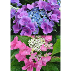 Hydrangea macrophylla Nizza