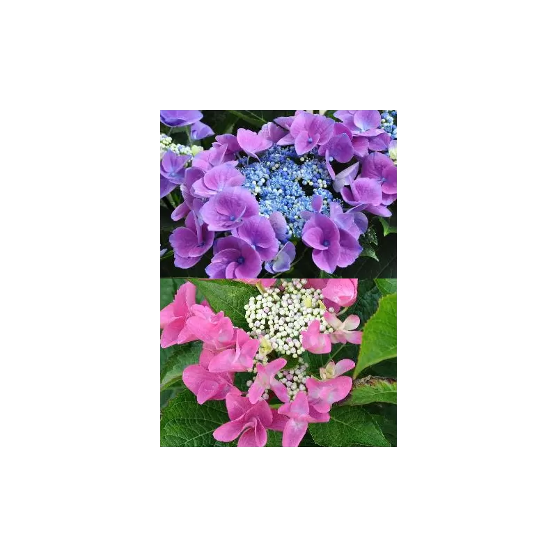 Hydrangea macrophylla Nizza