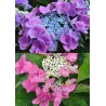 Hydrangea macrophylla Nizza