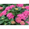 Hydrangea macrophylla RED BARON
