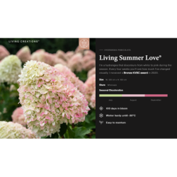 Hydrangea paniculata Living SUMMER LOVE