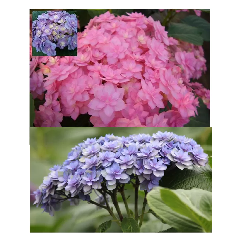 Hydrangea macrophylla You&Me® EXPRESSION