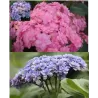 Hydrangea macrophylla You&Me® EXPRESSION