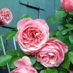 Rožė - Rosa CONSTANCE SPRY ®