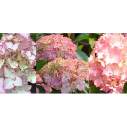 Hydrangea macrophylla SO LONG SUNNY order for 2026