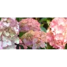 Hydrangea macrophylla SO LONG SUNNY order for 2026