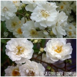 Rožė - Rosa GUIRLANDE D'AMOUR ®