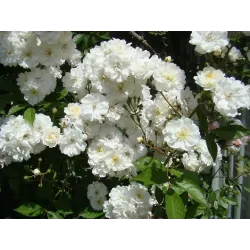 Rožė - Rosa GUIRLANDE D'AMOUR ®