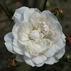 Rožė - Rosa SWANY ®