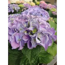 Darželinė hortenzija - Hydrangea macrophylla BODENSEE