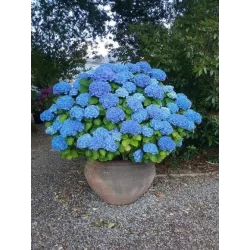 Hydrangea macrophylla BODENSEE